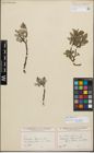 Foto von Salix glauca L.